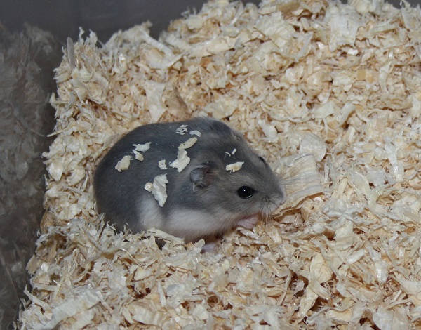 Bild von Jimy, geb. April 2018