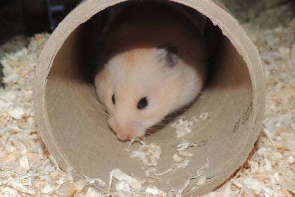 Bild von Chiara, geb. Mitte April 2018