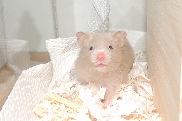 Bild von Honey, geb. Mitte April 2018