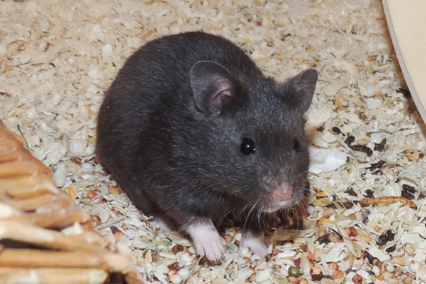 Bild von Mitja, geb. 25.01.19