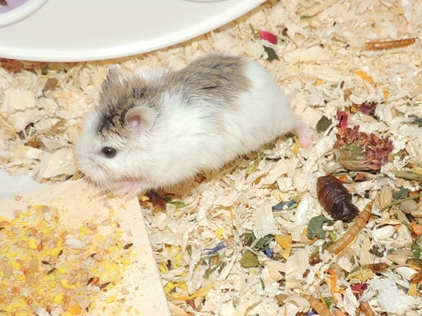 Bild von Robin, geb. Juli 2017