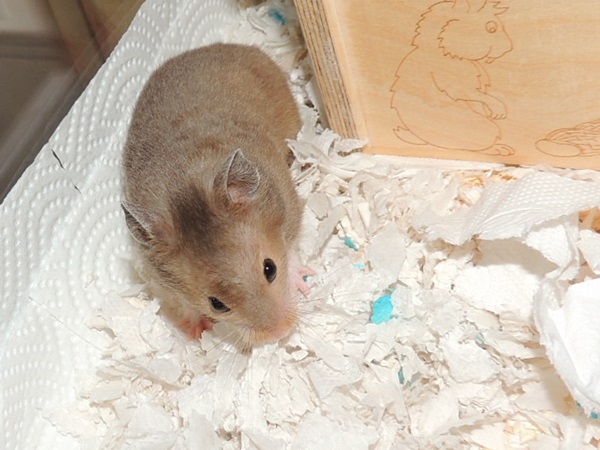 Bild von Jonas, geb. Juni 2017