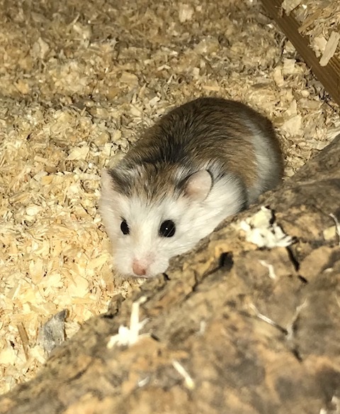 Bild von Barcelo, geb. Juni 2017