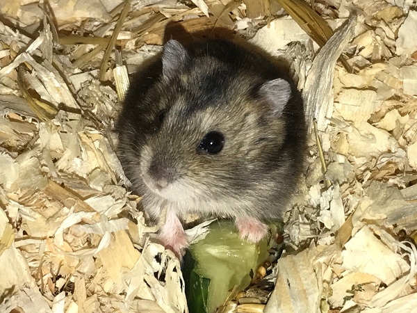 Bild von Gioia, geb. Juli 2017
