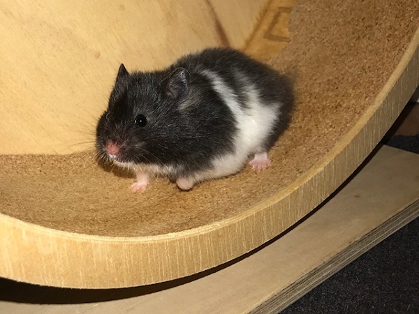 Bild von Lagertha, geb. April 2017