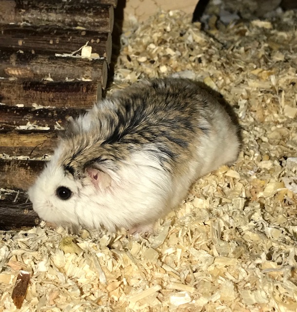 Bild von Lucile, geb. Juni 2017