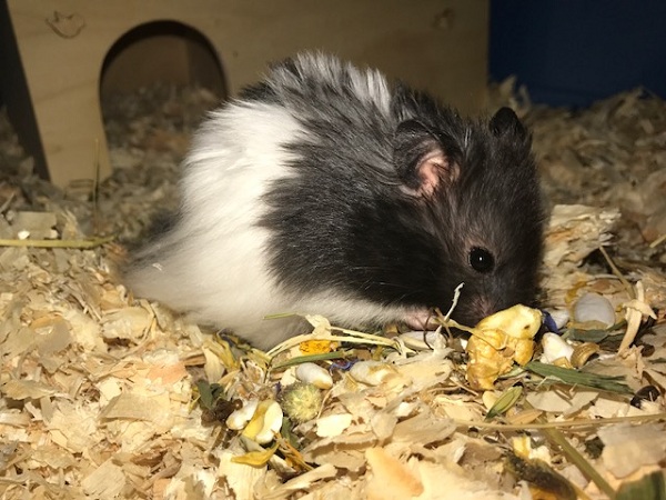 Bild von Ubbe, ausgewachsen