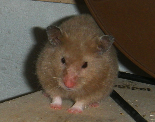 tiana08.jpg
