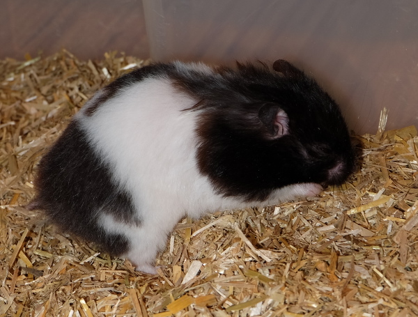 Bild von Angela, ausgewachsen