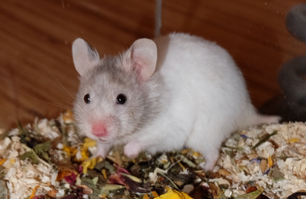 Bild von Lillith, geb. Juni 2017