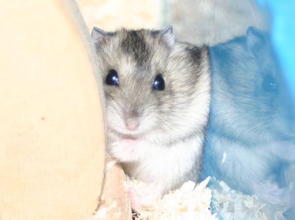 Bild von Raisa, geb. Juli 2017