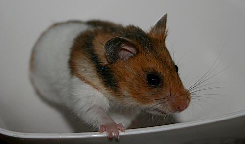 bailee3.jpg