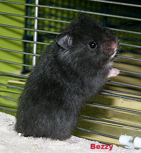 bezzy1.jpg