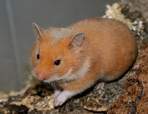 pipi1.jpg