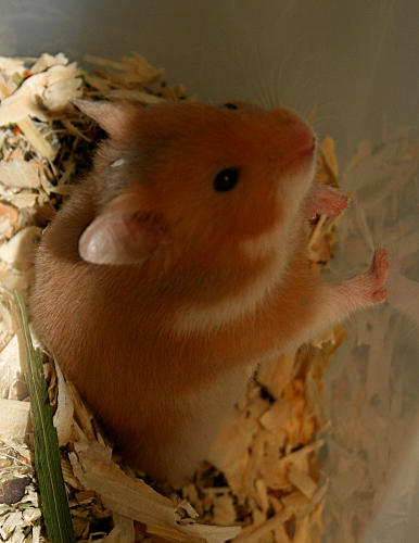 pipi3.jpg