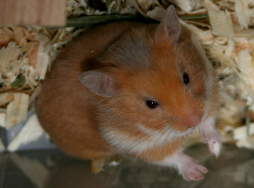 pipi4.jpg