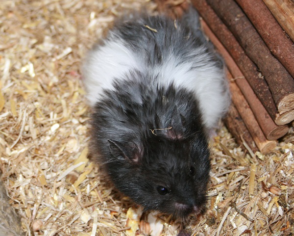 Bild von Angelo, geb. April 2017