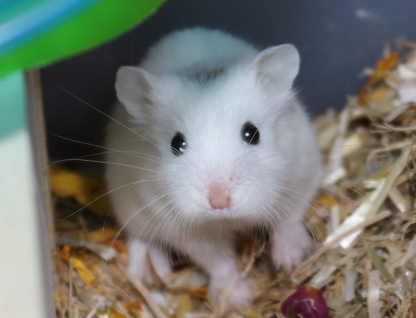 Bild von Jeffrey, geb. Juni 2017