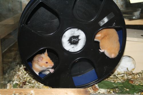 Bolero+Gismo2-4.jpg