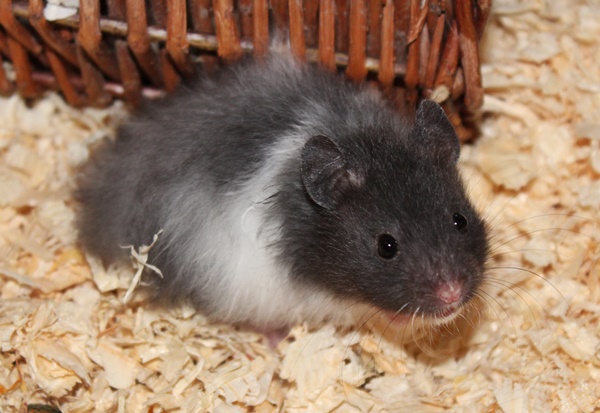 Bild von Trixi, geb. Ende Februar 2019