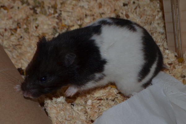 Bild von Cleo, geb. Frühling 2018
