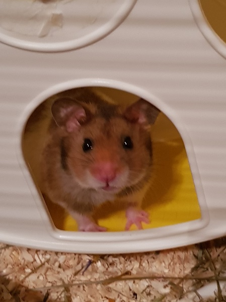 Bild von Donnie, geb. Juni 2017