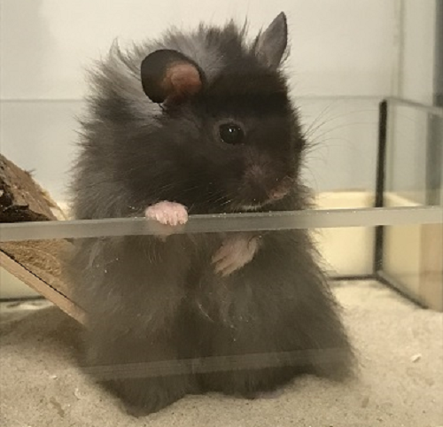 Bild von Bilbo, geb. Mitte April 2018