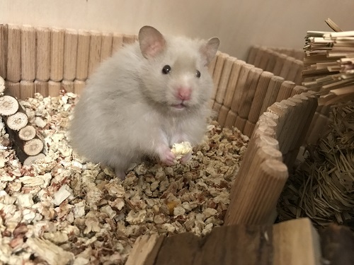 Bild von Frodo, geb. Mitte April 2018