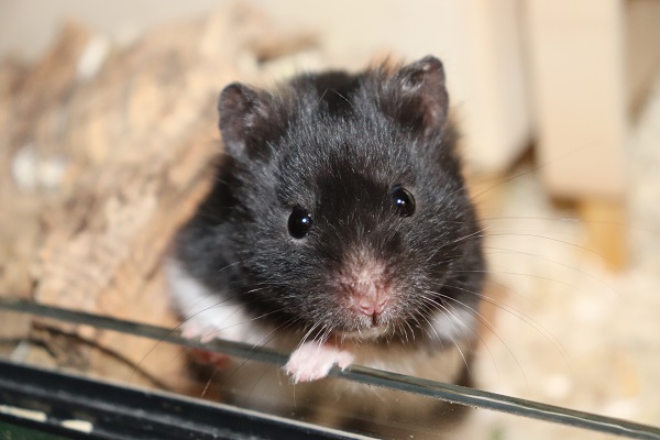 Bild von Henry, ausgewachsen