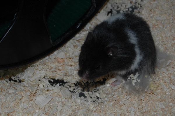 Bild von Henry, ausgewachsen