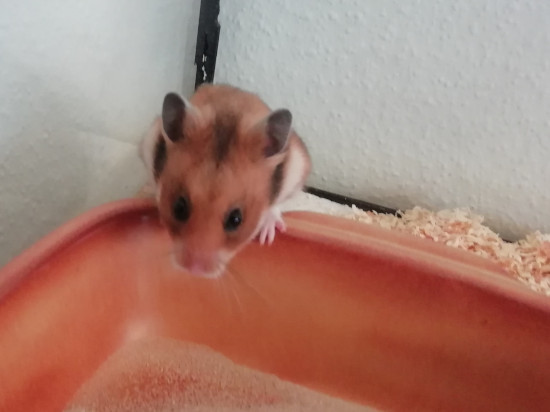 Bild von Djura, geb. 14.03.2019