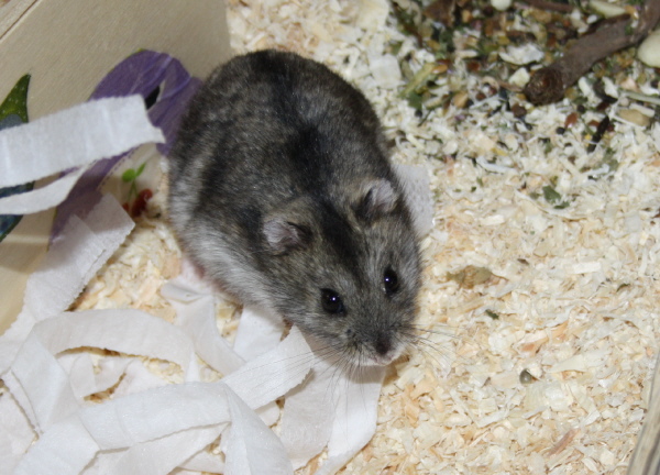 Bild von Ottavio, ausgewachsen