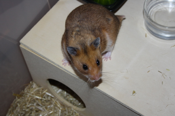 Bild von Baschar, geb. 25.01.2019