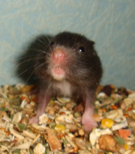 Babys17.jpg