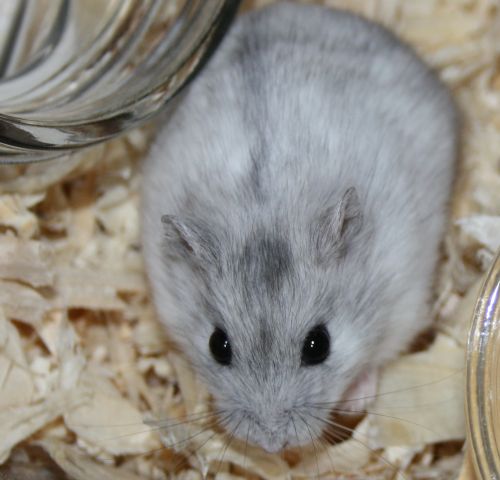 Bild von Ronka, geb. Juni 2017