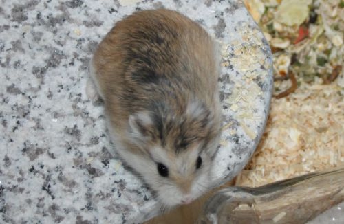 Bild von Elva, geb Juni 2017
