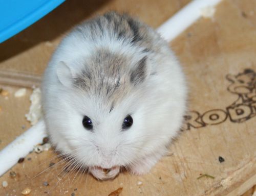 Bild von Sirius, geb. Juli 2017