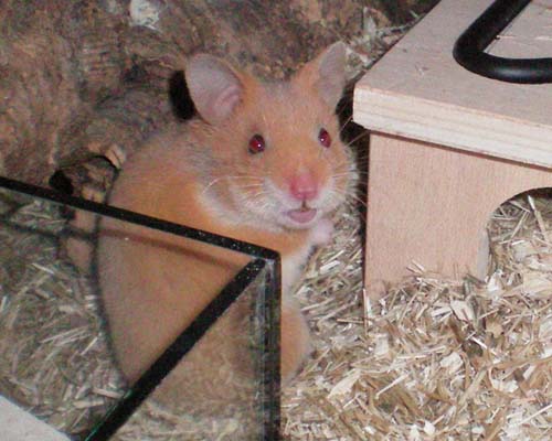 Fiona.jpg