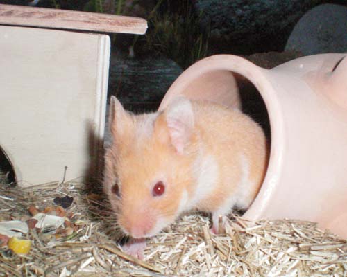 Fiona1.jpg