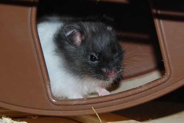Bild von Hanka, geb. Ende Februar 2019