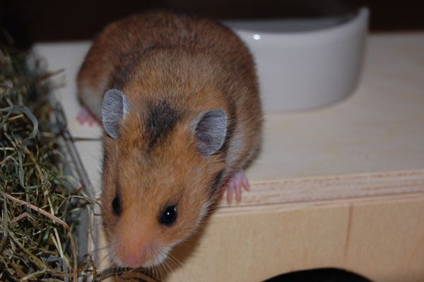 Bild von Murmel, geb. 03.05.18