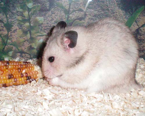 Vito21.jpg