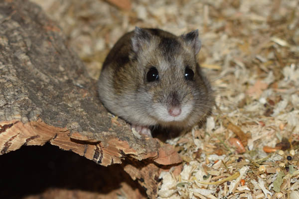 Bild von Poppy, geb. 1. Quartal 2019