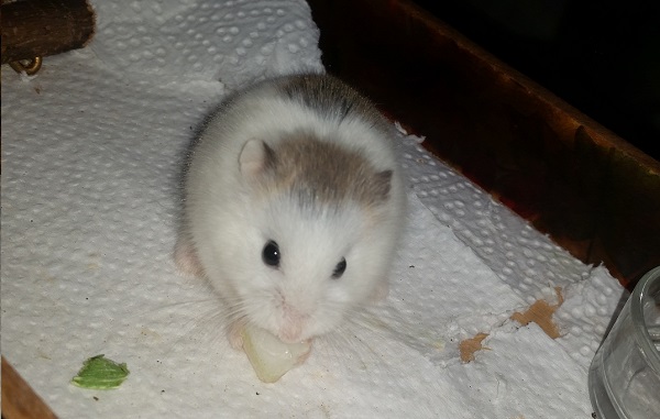 Bild von Manja, geb. Juni 2017