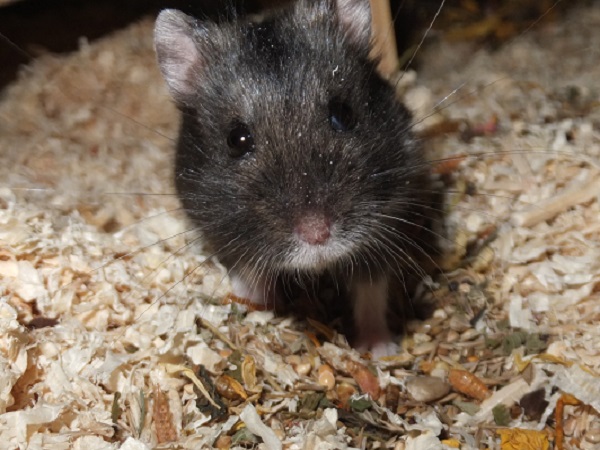 Bild von Hanuta, geb. 17.06.2019