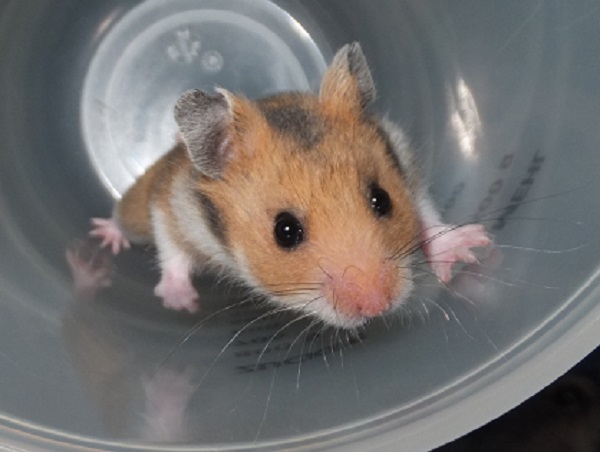 Bild von Hartmut, geb. 26.08.2019