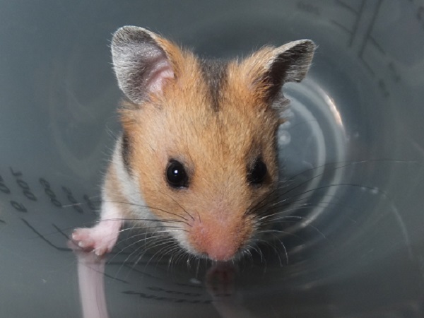 Bild von Verner, geb. 26.08.2019