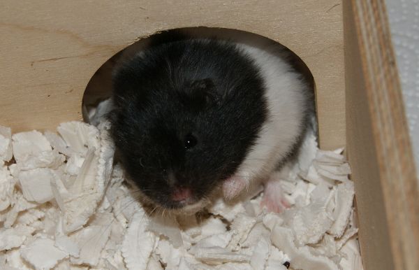Bild von Hermes, ausgewachsen