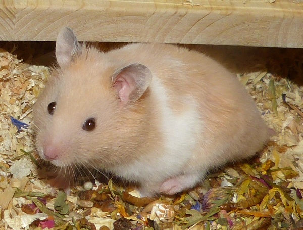 Bild von Mezzo