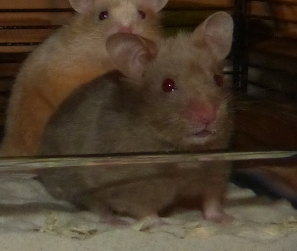Bild von Aisha, geb. Anfang Mai 20017